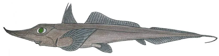 Dwarf Sicklefin Chimaera (Neoharriotta carri)