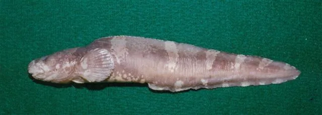Austrolycus laticinctus