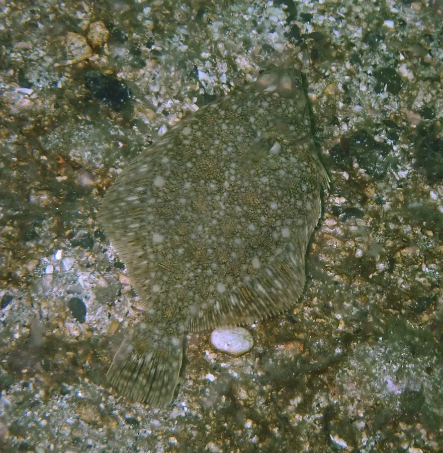 rock sole (Lepidopsetta bilineata)