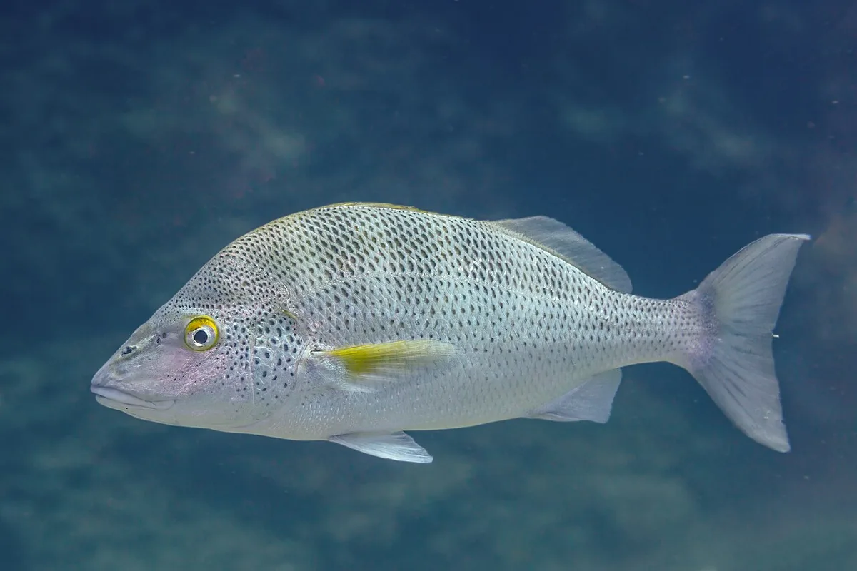 graybar grunt (Haemulon sexfasciatum)