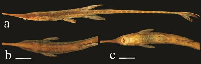 Farlowella gianetii