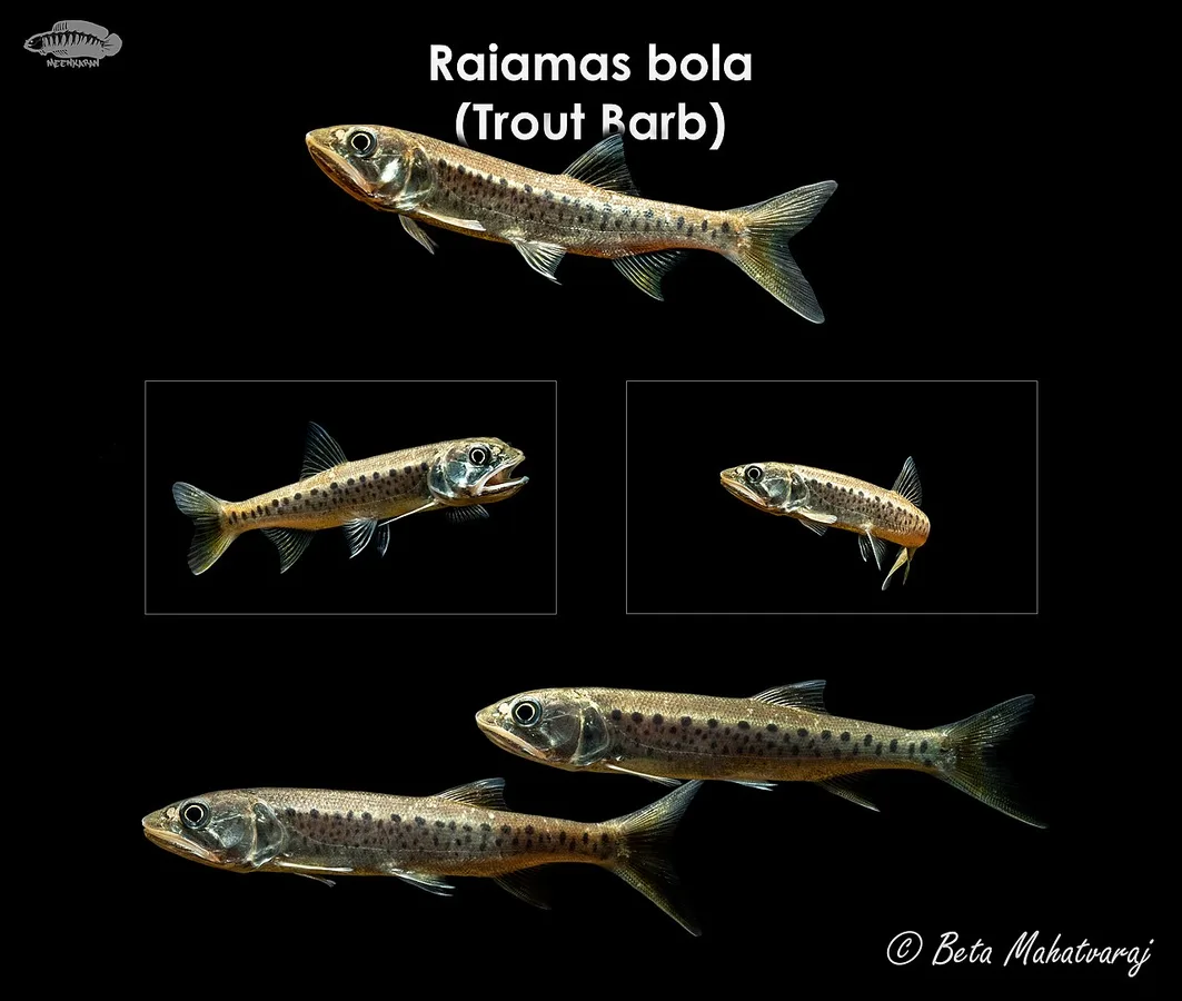 Trout barb (Raiamas bola)