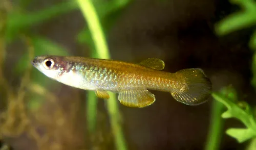 Kibiti Lampeye (Lacustricola lacustris)