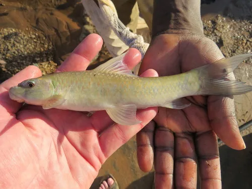 Ewaso Nyiro Labeo (Labeo percivali)