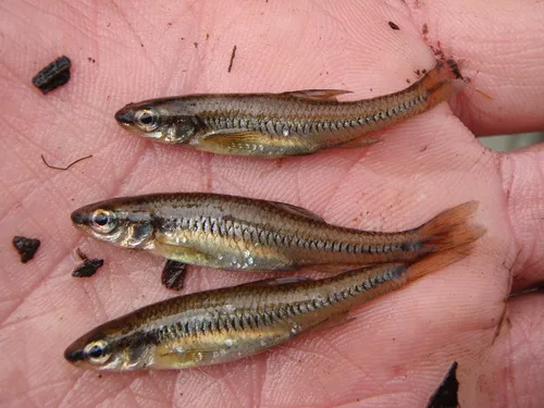 Blacknose Shiner (Notropis heterolepis)