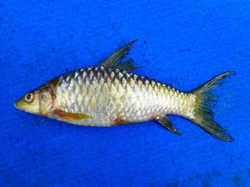 Labeobarbus mariae