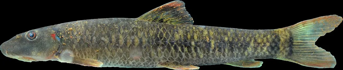 Garra waterloti