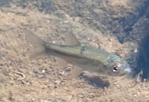 Treur barb (Enteromius treurensis)
