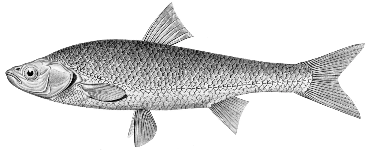 Amur ide (Leuciscus waleckii)
