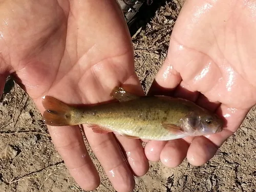 Desert Chub (Gila eremica)