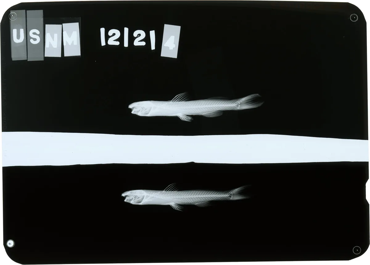 Three-barbelled Catfish (Cetopsorhamdia orinoco)