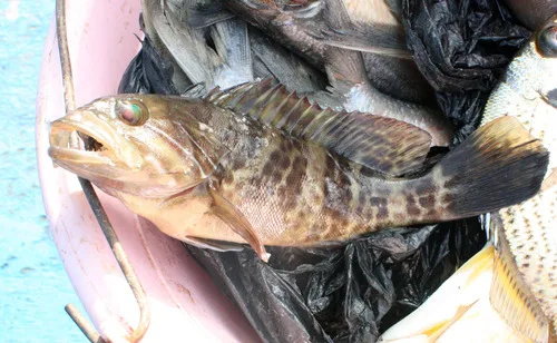 white grouper (Epinephelus aeneus)