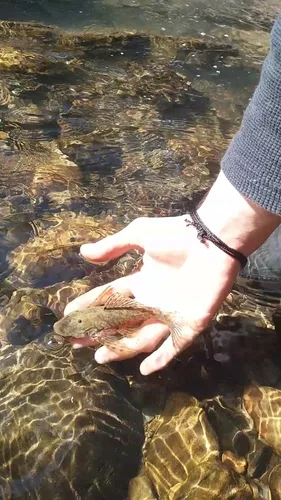 Dolichancistrus fuesslii