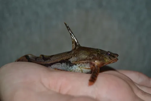 Marbled Talking Catfish (Amblydoras nauticus)
