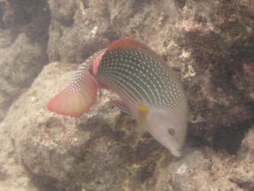 Pearl wrasse (Anampses cuvier)