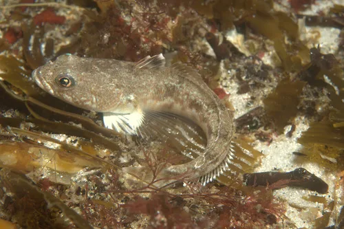 Black southern cod (Patagonotothen tessellata)