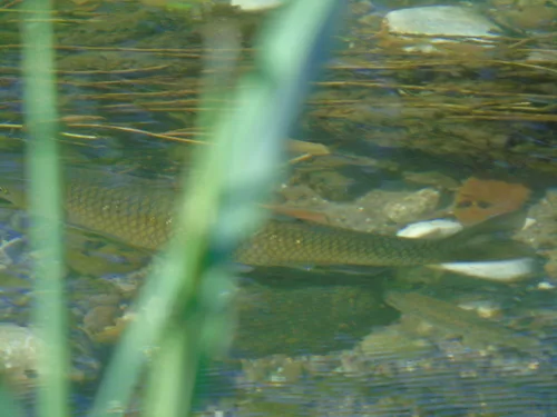 Vardar chub (Squalius vardarensis)