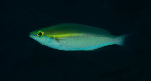 Papuan whiptail (Pentapodus numberii)