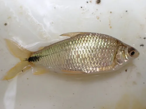 Stout sardine (Steindachnerina argentea)