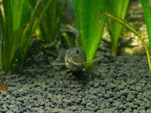 Parabotia dubius