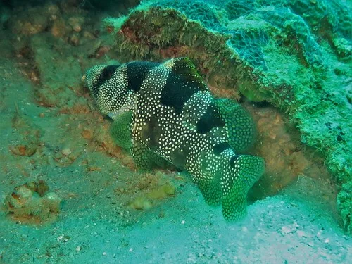 Indian soapfish (Pogonoperca ocellata)