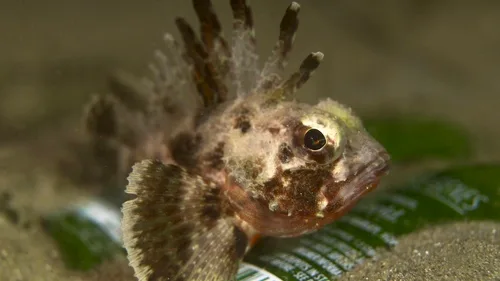 Common gurnard perch (Neosebastes scorpaenoides)