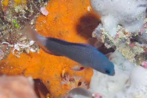 Sabah dottyback (Manonichthys alleni)