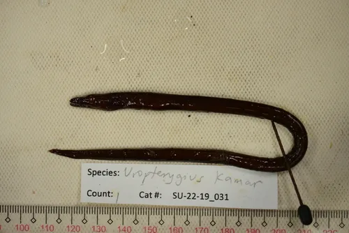 barlip reef-eel (Uropterygius kamar)