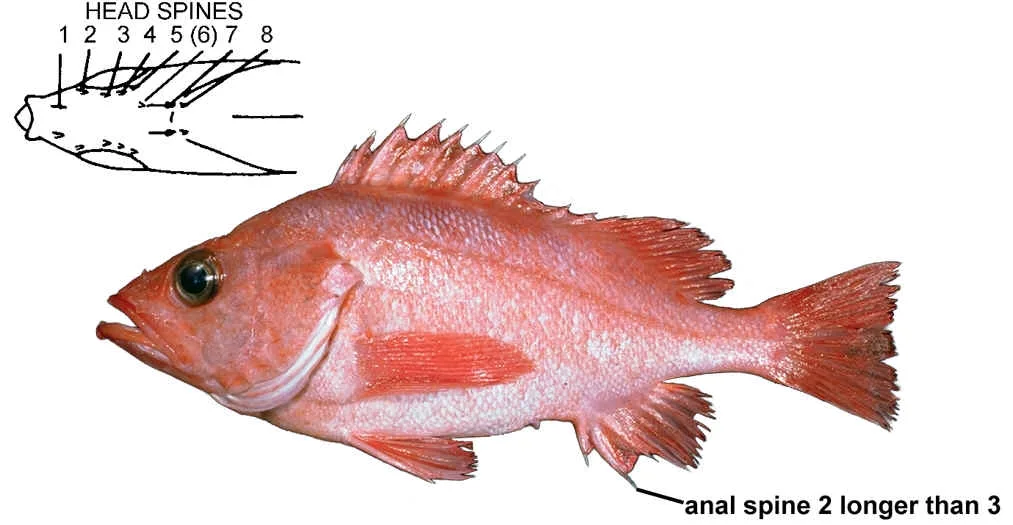 aurora rockfish (Sebastes aurora)