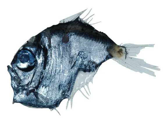 False oblique hatchetfish (Sternoptyx pseudodiaphana)