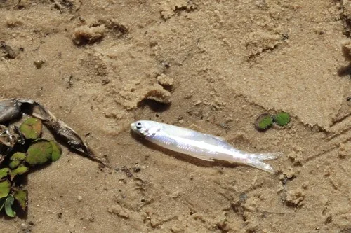Atlantic sabretooth anchovy (Lycengraulis grossidens)