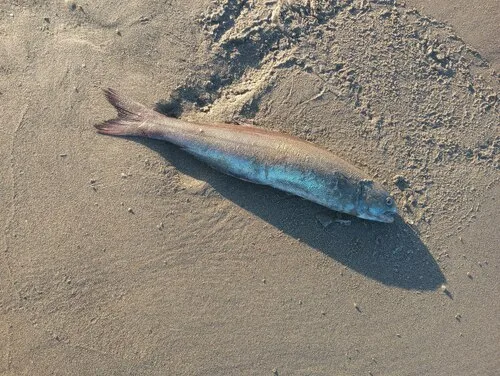 medusafish (Icichthys lockingtoni)