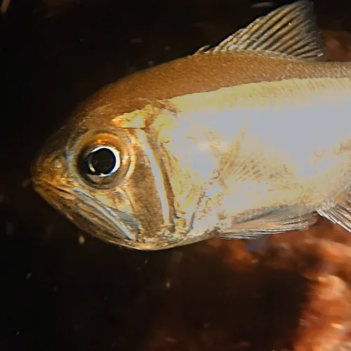 Western roughy (Optivus agrammus)