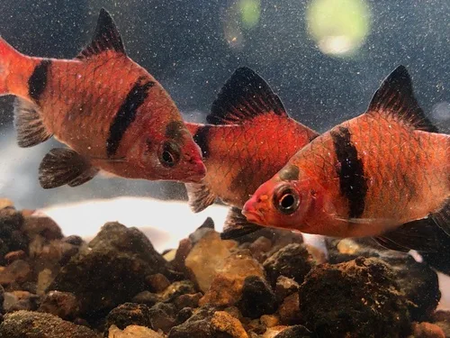 Bandula barb (Pethia bandula)