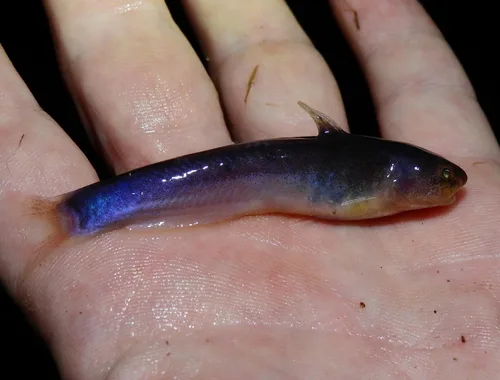 Whale Catfish (Cetopsidium orientale)