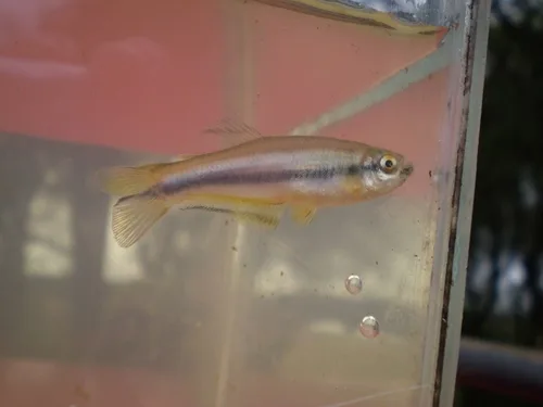 Barber's Tetra (Mimagoniates barberi)
