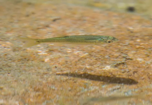 Rio Grande chub (Gila pandora)