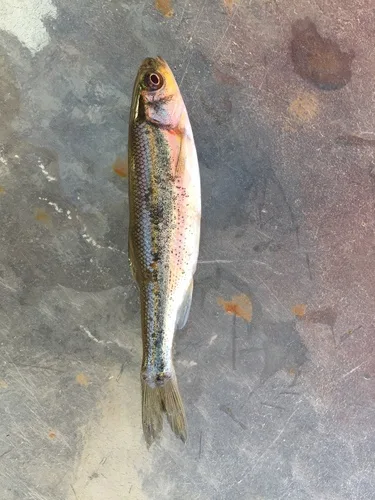 Lahontan redside (Richardsonius egregius)