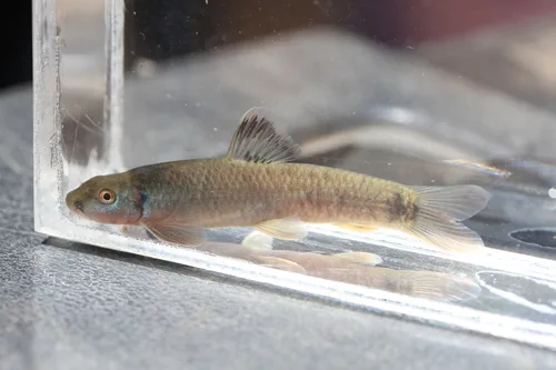 Cameroon Logsucker (Garra dembeensis)