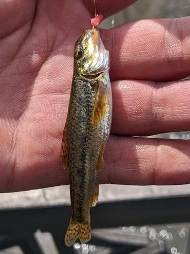 Salgir gudgeon (Gobio krymensis)