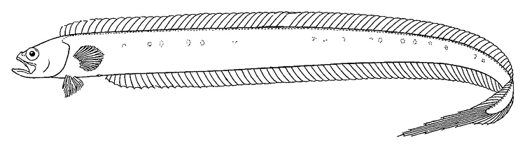 Japanese bandfish (Cepola schlegelii)