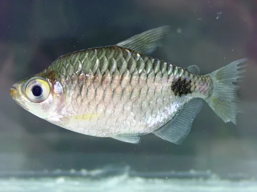 African Spottail Tetra (Brachypetersius altus)