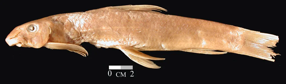Garra imberba
