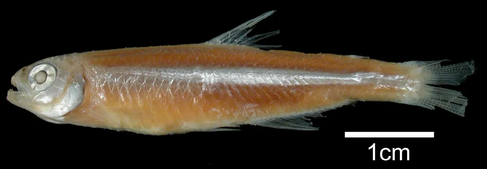 Tetra (Bryconamericus stramineus)