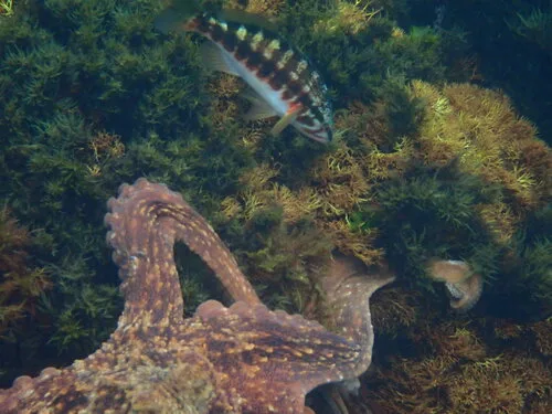 Barred rockcod (Serranus novemcinctus)
