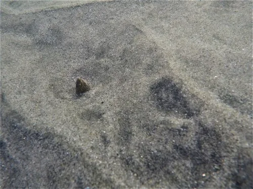 sandy ridgefin eel (Callechelys cliffi)
