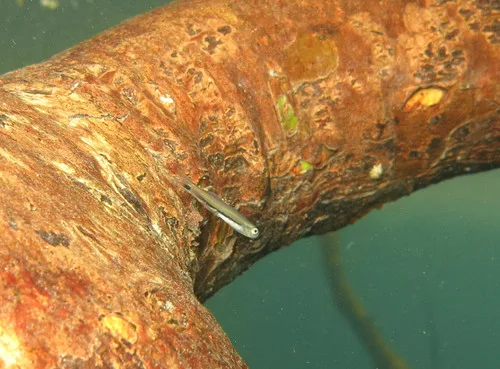 Interrupted dartfish (Parioglossus interruptus)