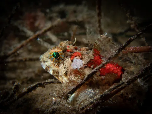 pit-head sculpin (Icelinus cavifrons)