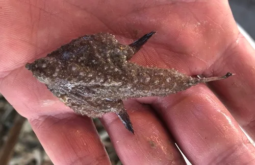slantbrow batfish (Ogcocephalus declivirostris)