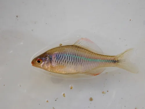 rosy bitterling (Rhodeus notatus)